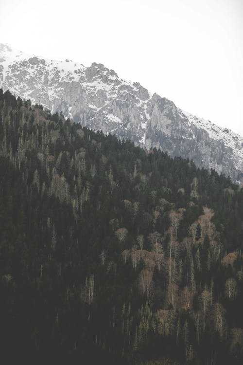 Scenic View of a Forest and Rocky, Snowcapped Mountains