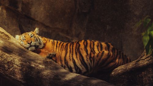 Free A serene tiger rests on a tree branch, showcasing its majestic stripes in natural light, Berlin Zoo. Stock Photo