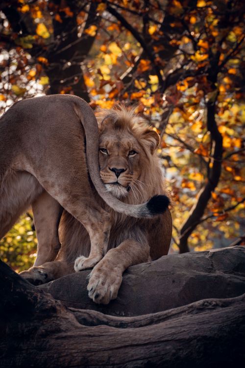 Free Capture of a lion resting on a rock surrounded by vibrant fall leaves, exuding strength and serenity. Stock Photo