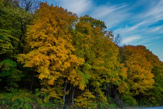 Beautiful autumn trees with colorful leaves in Reads Landing, MN. Perfect fall scenery.