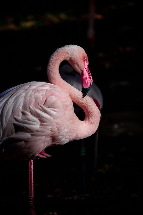 Free Close-up of a pink flamingo in dramatic light, showcasing its elegant posture and vivid colors. Stock Photo