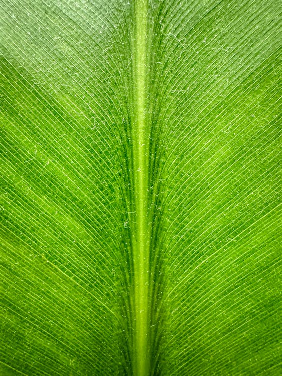 Close-up of a Bright Green Leaf Surface