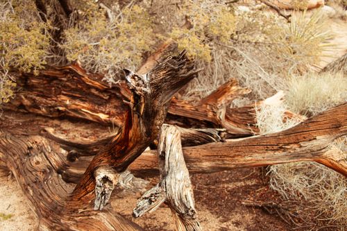 Free Close-up of weathered logs and dry vegetation in a desert setting, depicting natural decay. Stock Photo