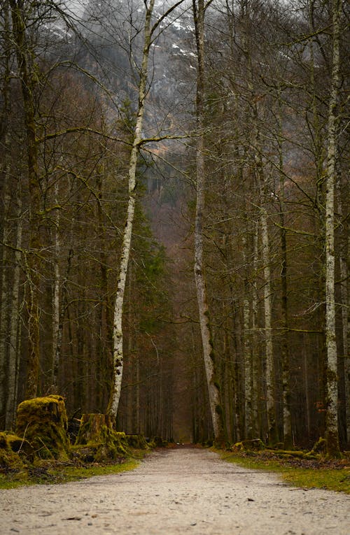 垂直ショット, 木, 森林の無料の写真素材