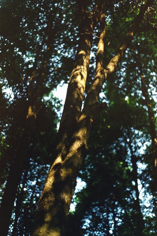 A photo of a tree in the woods