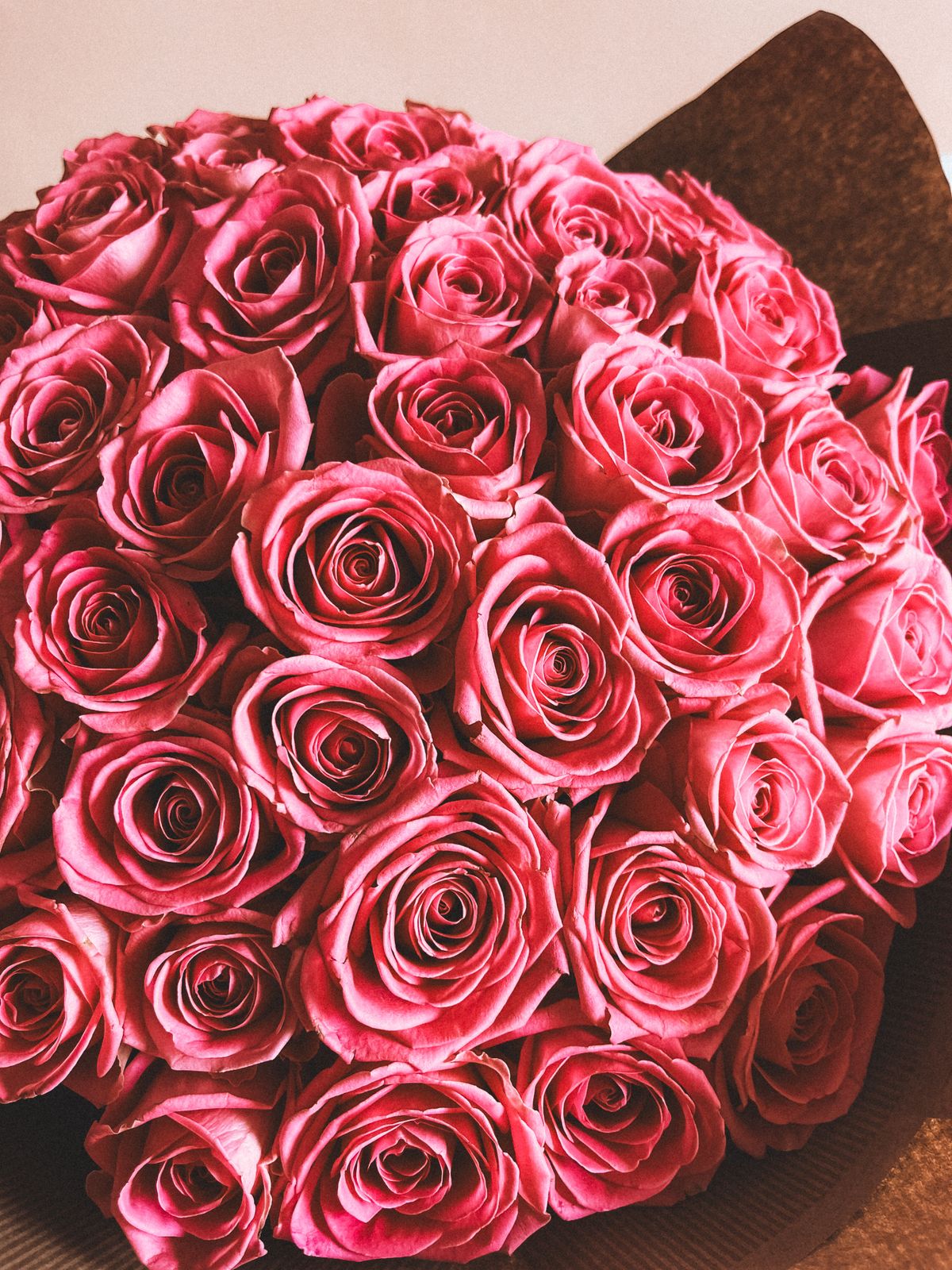 Pink Roses · Free Stock Photo