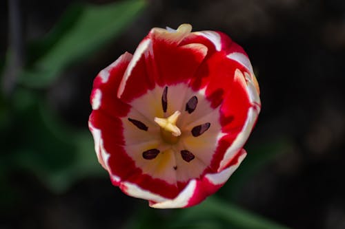 Kostnadsfri bild av makrofoto, röd blomma, röd tulpan