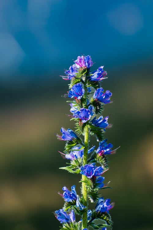 Gratis stockfoto met berg achtergrond, blauwe bloemen, bloem in de zomer