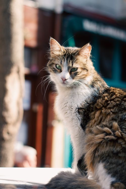 Free A fluffy cat basks in the sunlight on a city street, offering a charming close-up view. Stock Photo