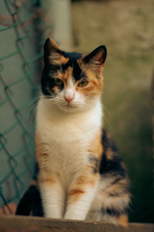 Free Portrait of a calico cat sitting outdoors, showcasing its vibrant fur. Stock Photo
