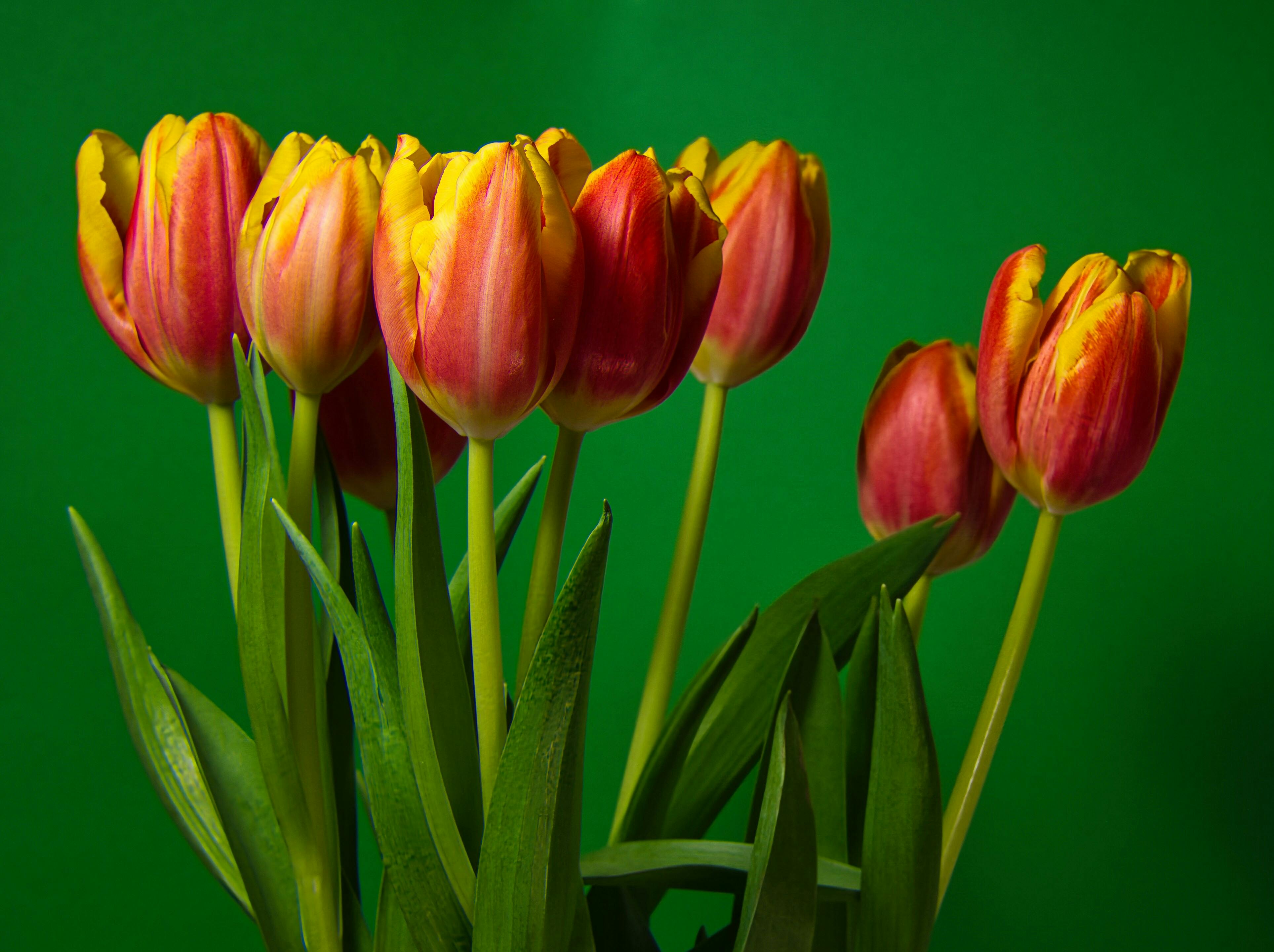 Bright tulips in vivid red and yellow hues pop against a lush green backdrop. Perfect floral decoration.