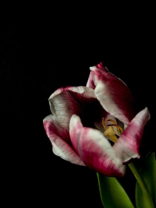 Free A vibrant tulip in bloom contrasts with a dark background for dramatic effect. Stock Photo