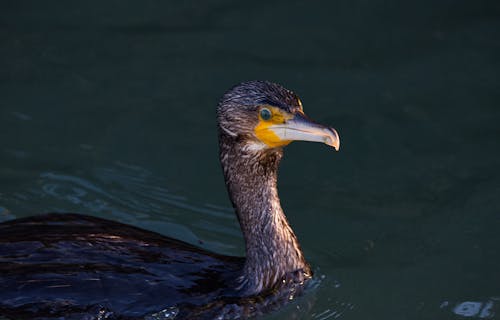 Gratis stockfoto met aalscholver, dierenfotografie, natuur