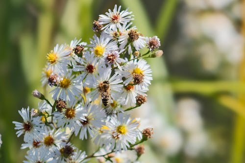 Gratis lagerfoto af bi, blomst, insekt