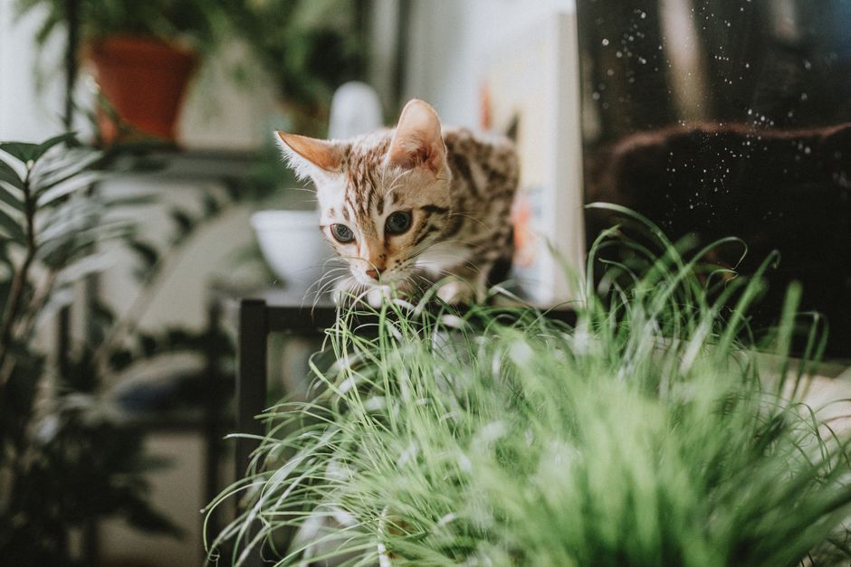 Żwirek ekologiczny w hurcie — na co zwrócić uwagę przy cenie? 4 Curious Bengal cat investigating plants in a cozy indoor setting.