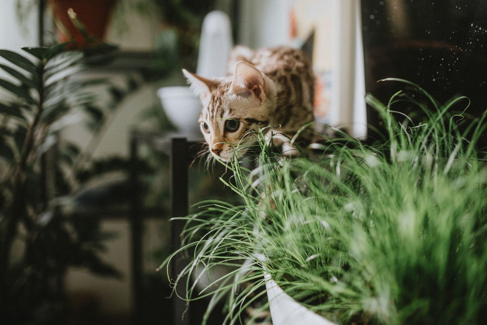 Plantas de apartamento seguras para gatos e cachorros