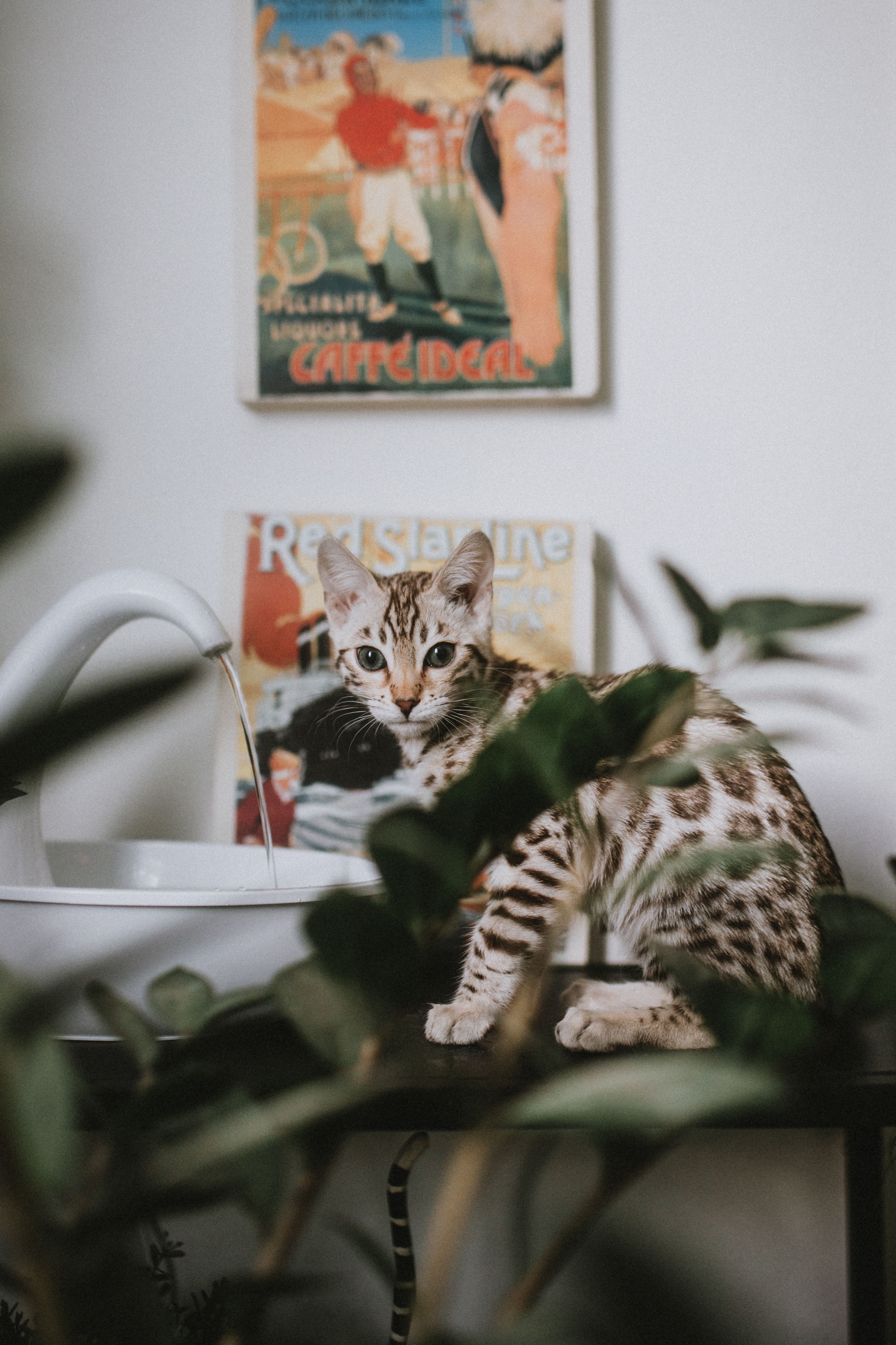 VEKEN Cat Water Fountain 2.5L