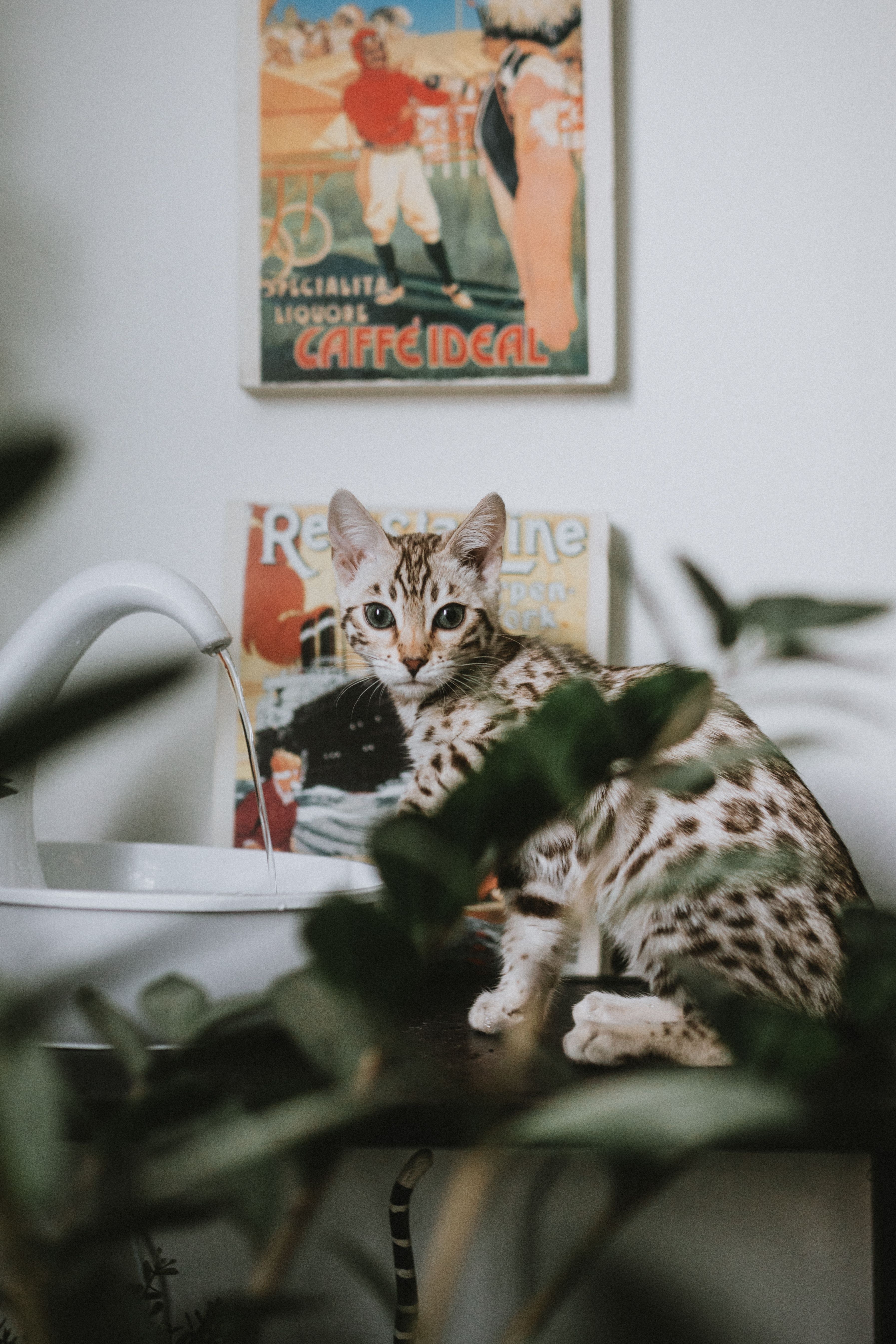 猫咪自动饮水机