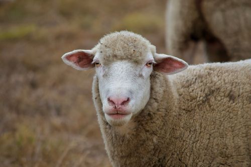 Free A serene close-up portrait of a sheep in rural Cape Town, South Africa. Stock Photo