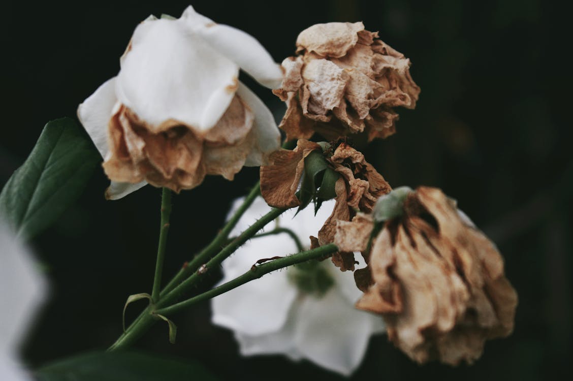 Free Withered Flowers Stock Photo