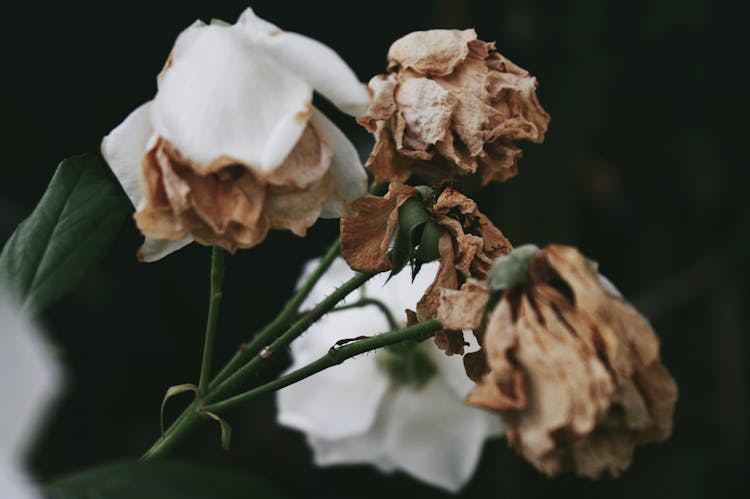 Withered Flowers