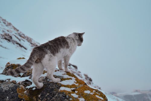 冬季, 冷, 動物攝影 的 免费素材图片