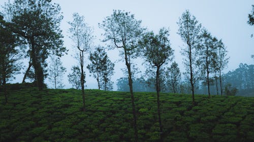 Безкоштовне стокове фото на тему «дерева, зелений, пагорб»
