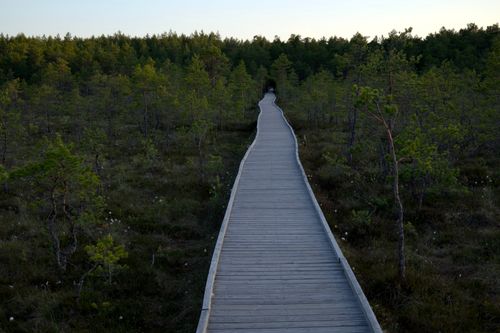 Free A peaceful wooden boardwalk winding through a dense, green forest landscape under a soft dusk sky. Stock Photo