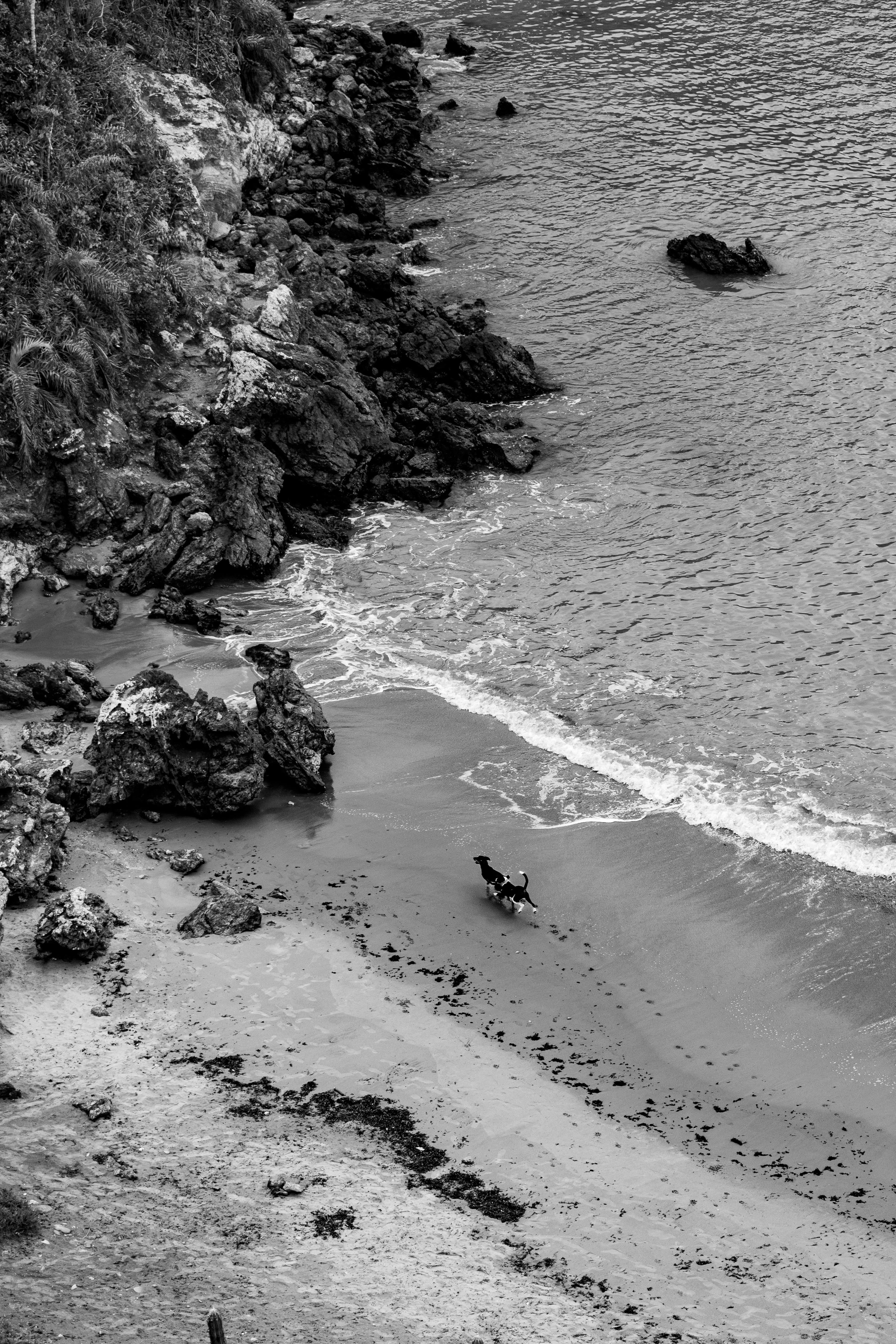 Monochrome image of a dog running by the sea on a rocky beach in Armação dos Búzios, Brazil.