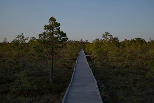 A wooden boardwalk through a forest at dusk