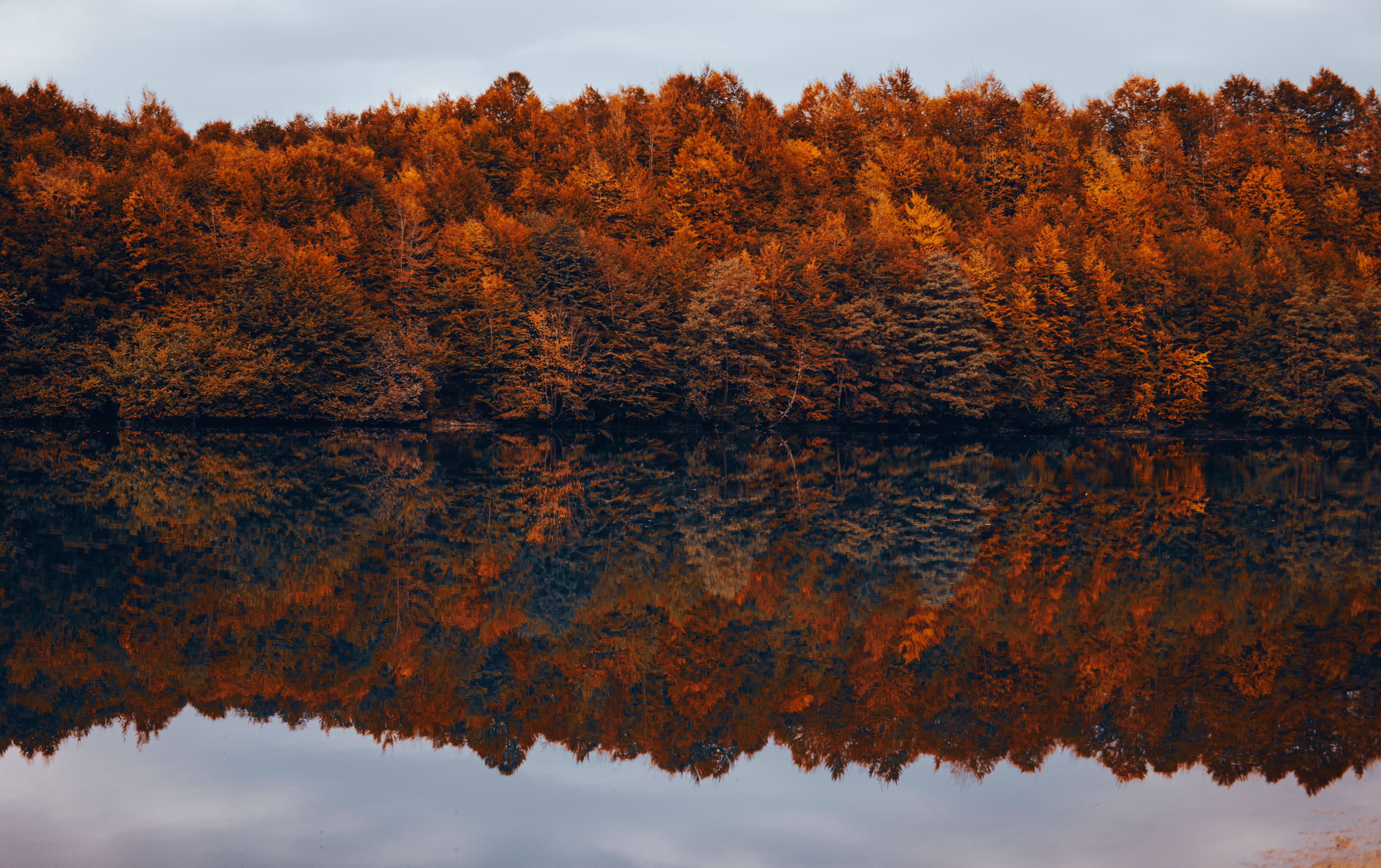 Autumn Forest by Lake · Free Stock Photo