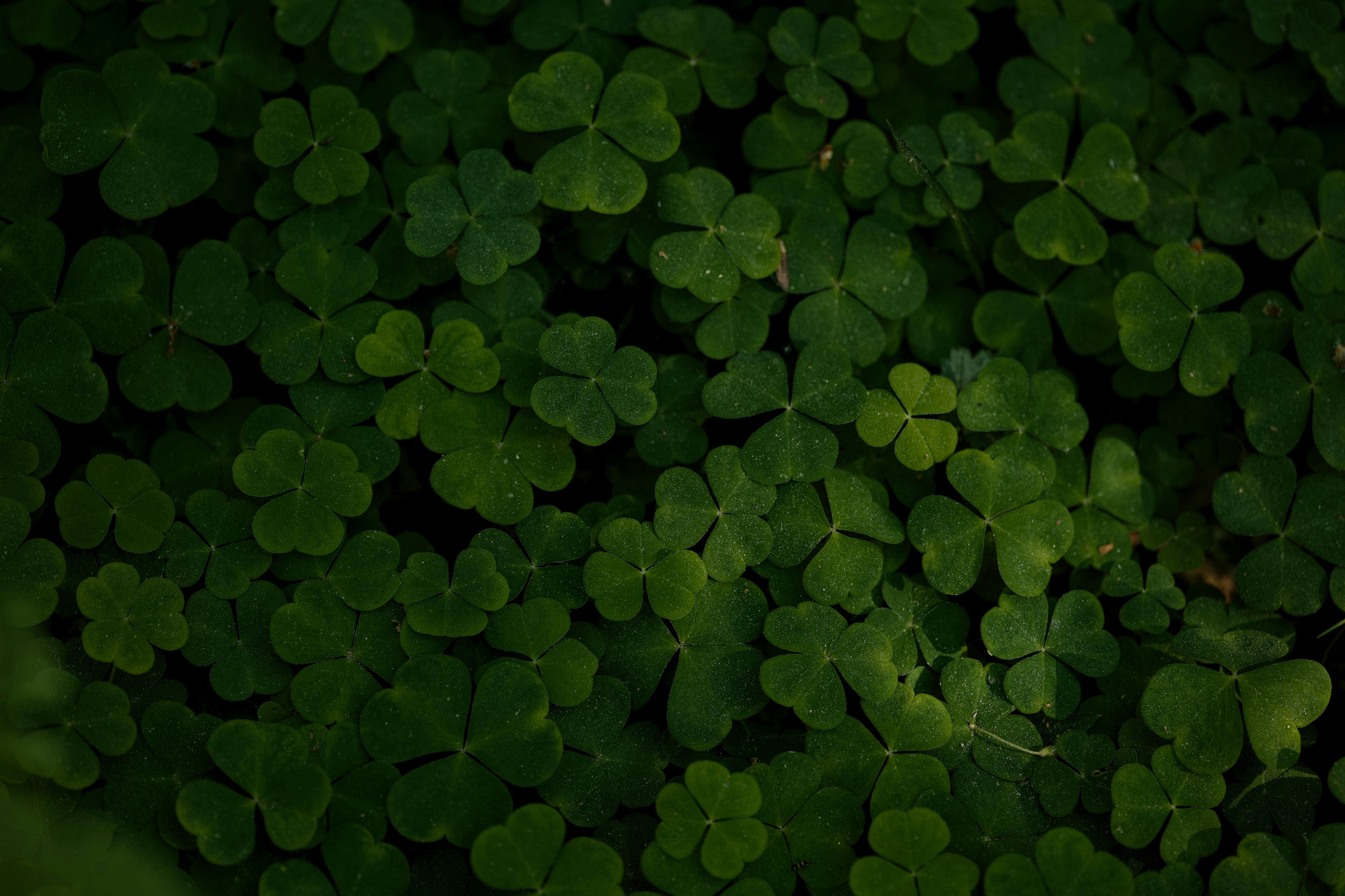 Vibrant clover leaves form a dense, natural pattern in this top-view photograph.