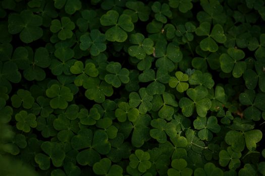 Abundance of Green Clovers