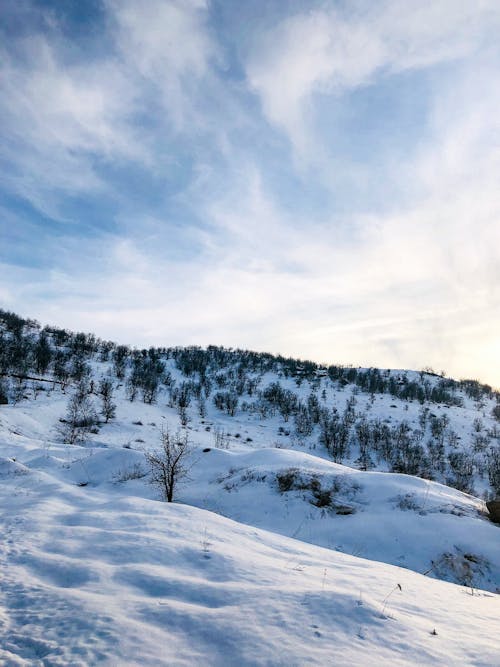 Mountain Slope Covered with Trees in Winter