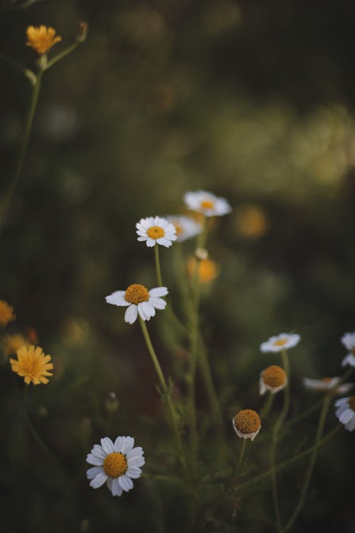 Kostenloses Stock Foto zu blumen, blütenblätter, feld