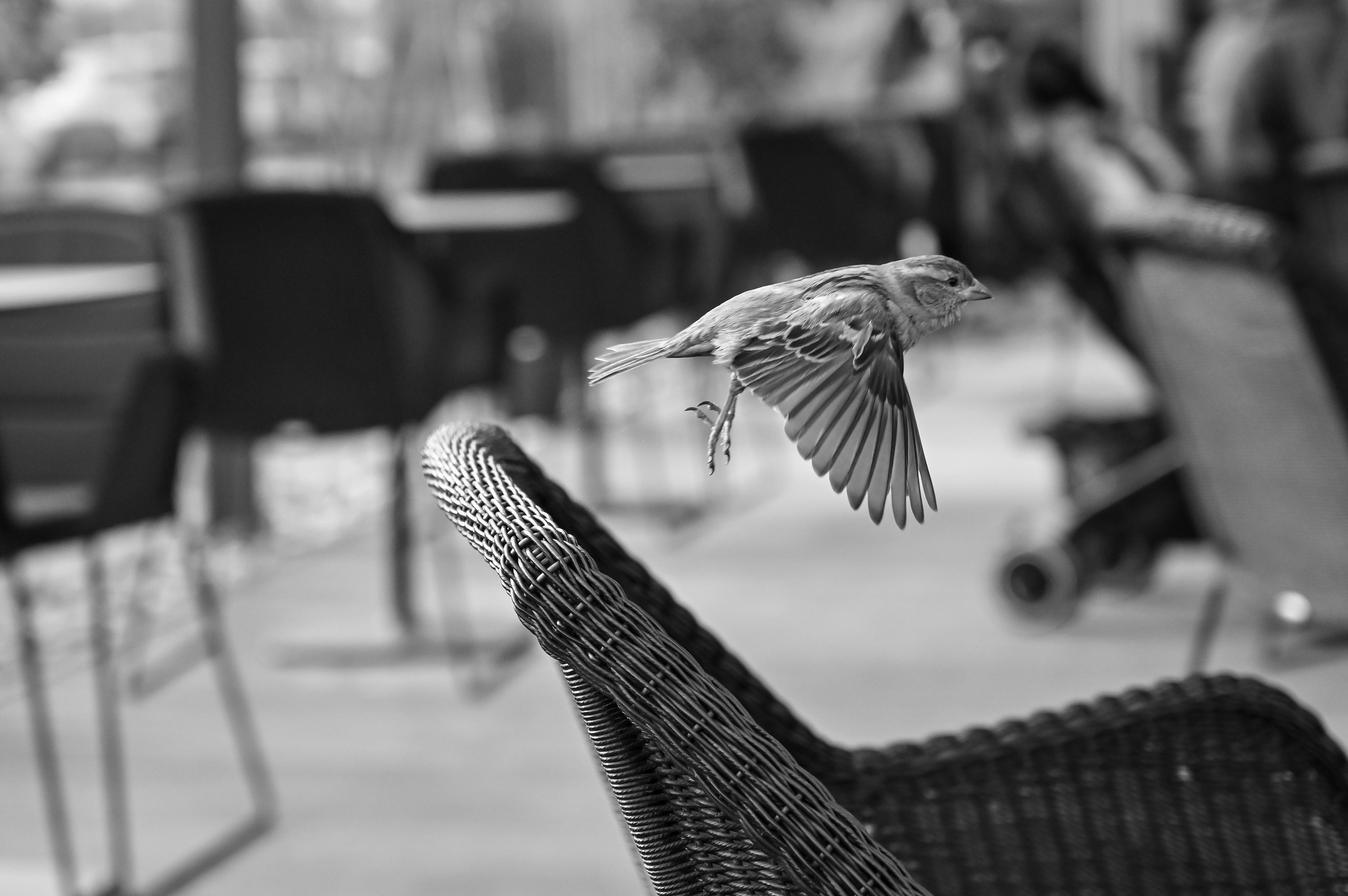 Bird Nest Restaurant Photos, Download The BEST Free Bird Nest