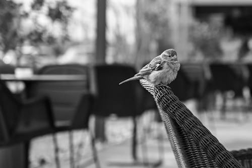 A bird sitting on a chair at a restaurant