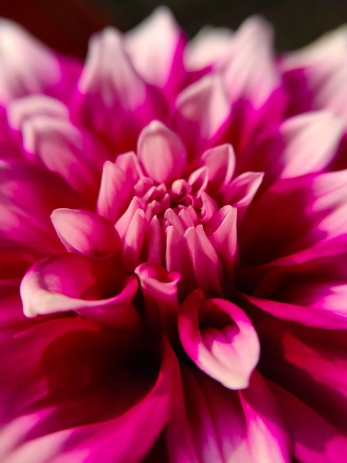 Free Close-up shot of a vibrant pink dahlia flower with intricate petal details. Stock Photo