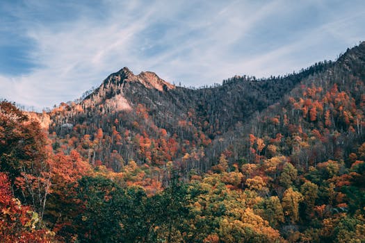 晴朗的天空下，山地森林景观展现出令人惊叹的鲜艳秋色