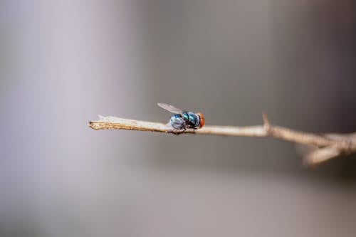 A fly sits on a twig with its wings spread