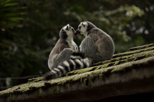 Two Primate on Roof