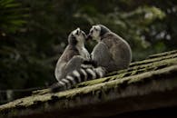 可爱的环尾狐猴在野外长满青苔的屋顶上共度时光