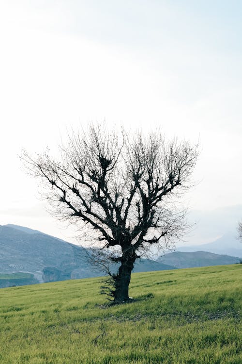 Foto profissional grátis de árvore, campina, campo