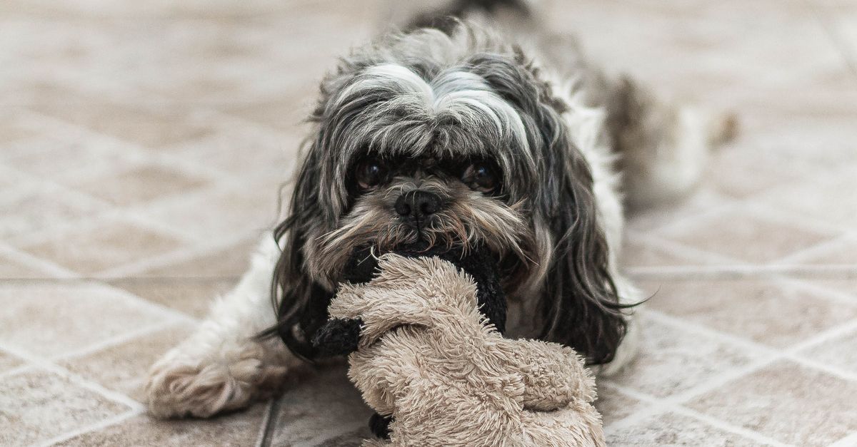 Fofo cachorro Shih Tzu deitado em um piso de azulejos, brincando com um brinquedo de pelúcia de ursinho teddy dentro de casa.