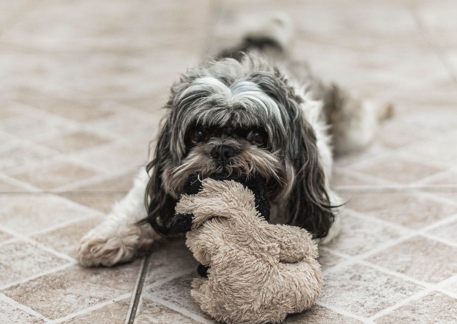 Cuddle Plush Squeak Toy