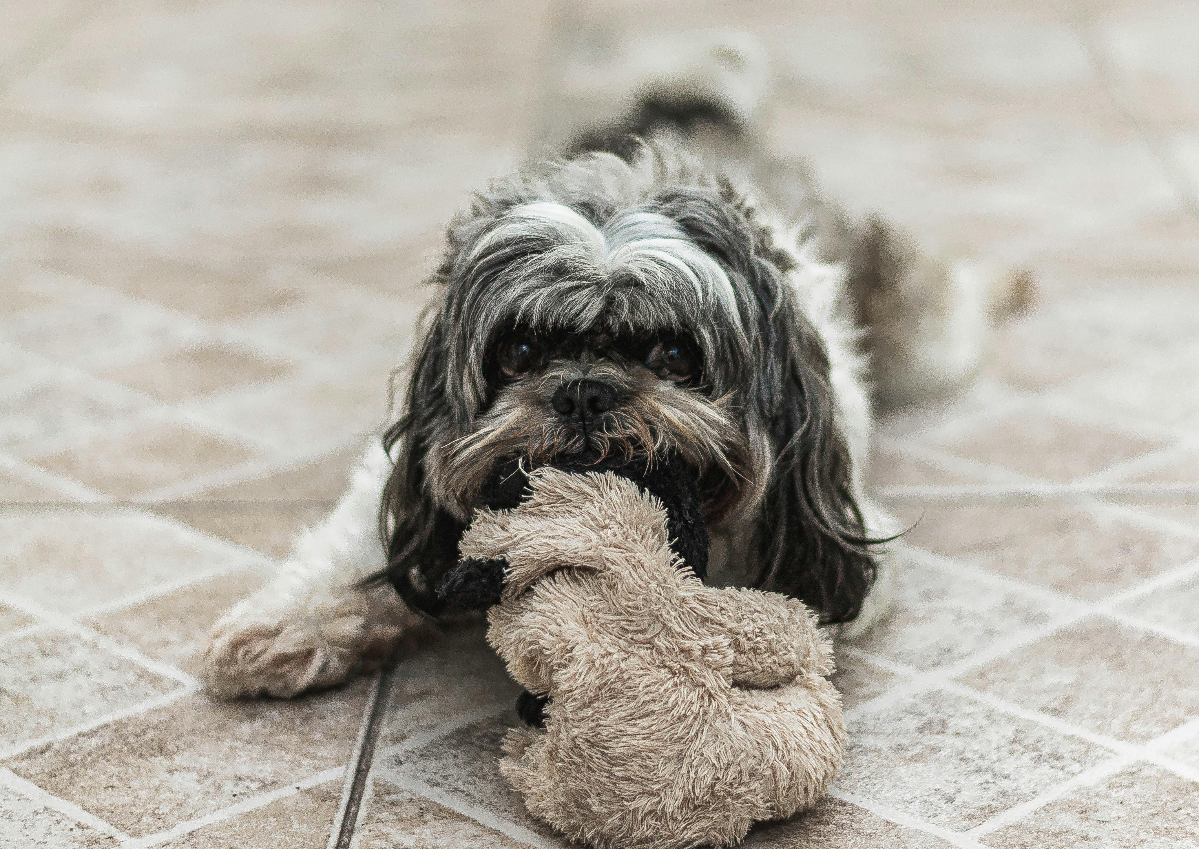 Free Cute Shih Tzu dog lying on a tiled floor, playing with a plush teddy bear toy indoors. Stock Photo