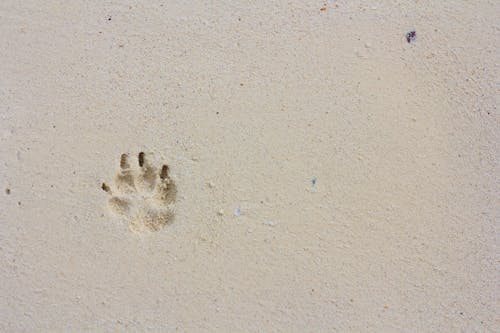 모래, 발자국 인쇄, 사막의 무료 스톡 사진