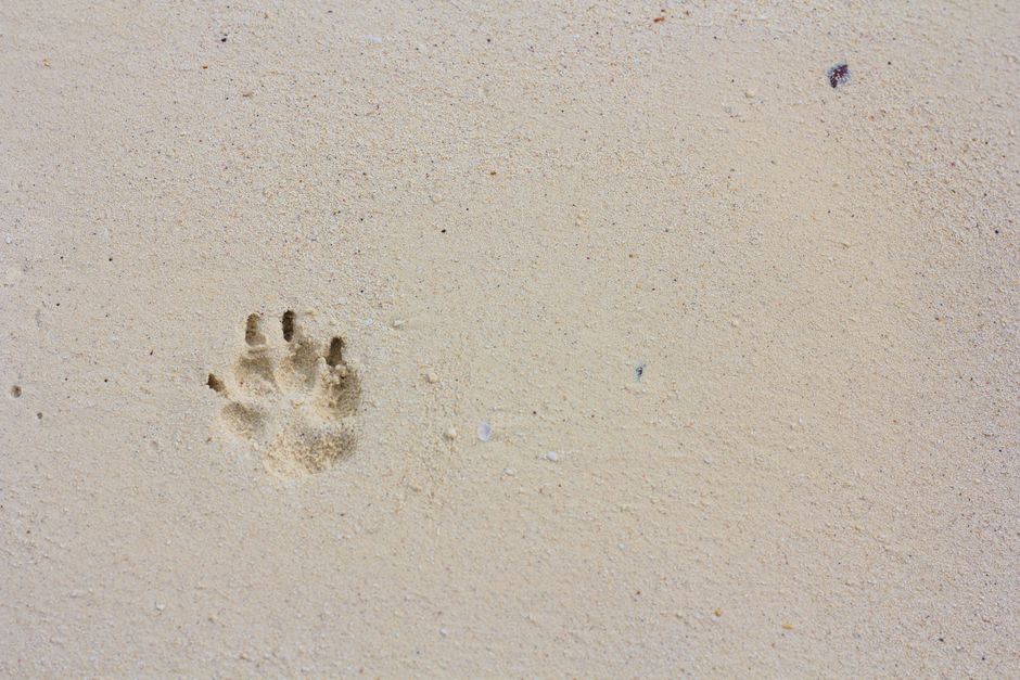 Pet Memorial 'Parting Bag' Guide: Preserve Your Pet's Memory in 2026