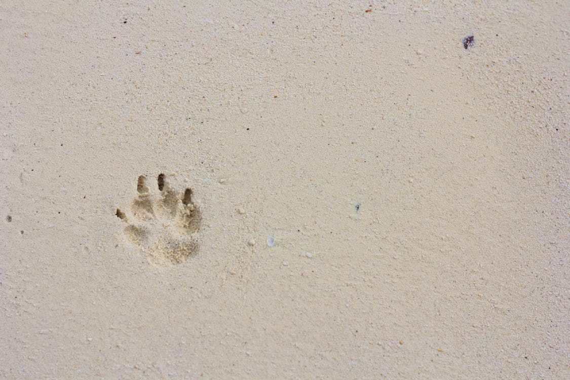 Free A single paw print embedded in smooth, beige sand, creating a textured effect. Stock Photo