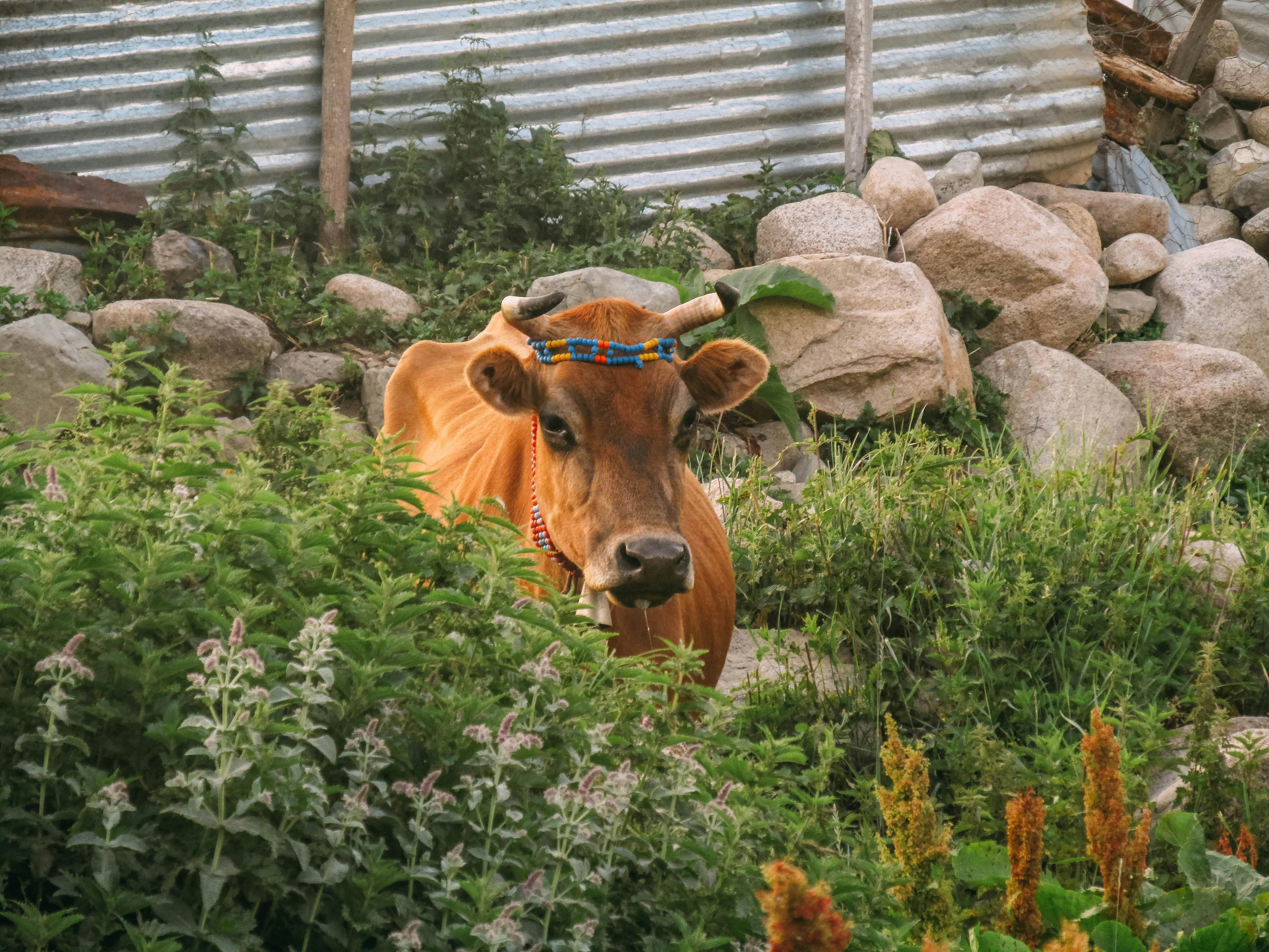 grátis Foto profissional grátis de agricultura, ambiente vivo, animal Foto profissional